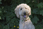 Labradoodle