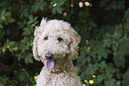 Labradoodle