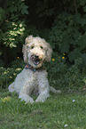 Labradoodle