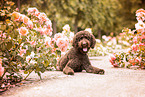 Labradoodle