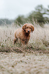 Labradoodle Puppy