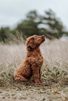 Labradoodle Puppy