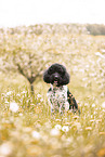 Labradoodle
