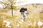 Labradoodle