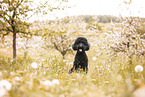 Labradoodle