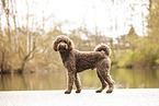 Labradoodle