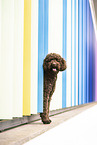 Labradoodle