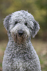 Labradoodle