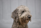 Labradoodle