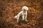 Labradoodle