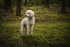 Labradoodle