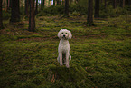 Labradoodle