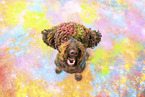 brown Labradoodle