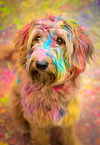 Labradoodle