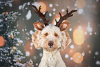 Labradoodle