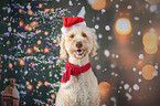 Labradoodle