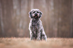 Labradoodle