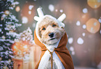 Labradoodle