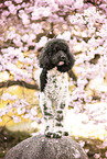 Labradoodle