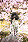 Labradoodle