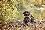 Labradoodle