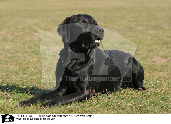 lying black Labrador Retriever / SS-00509