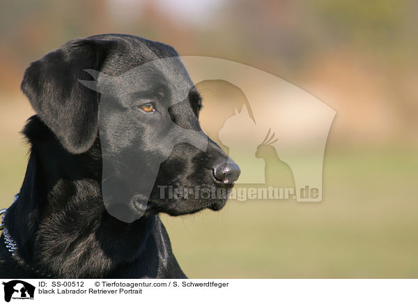 black Labrador Retriever Portrait / SS-00512