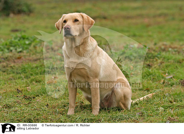 sitting Labrador / RR-00886