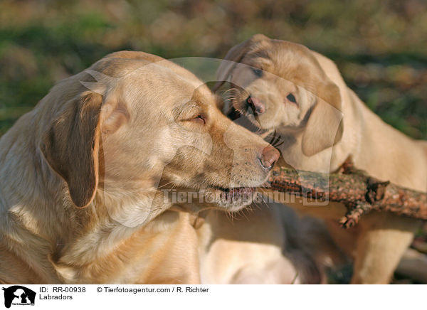 Labrador / Labradors / RR-00938