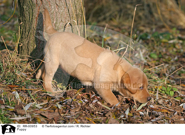 Labrador Welpe / Puppy / RR-00953