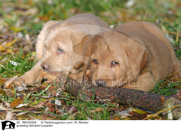 gnawing labrador puppies / RR-00959