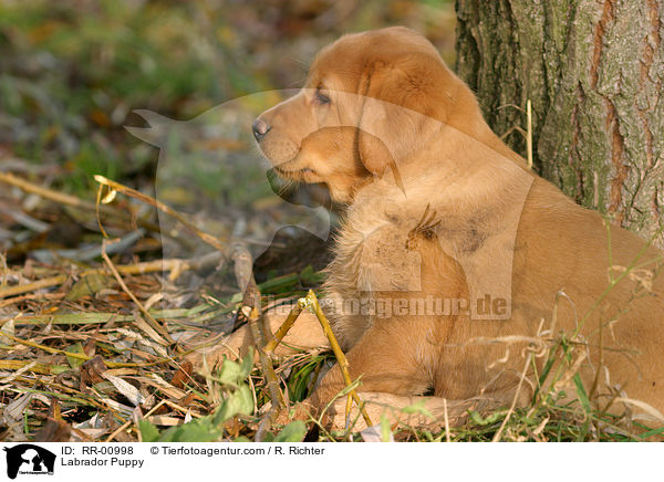 Labrador Puppy / RR-00998