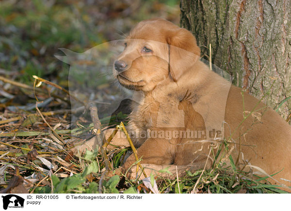 Labrador Welpe / puppy / RR-01005