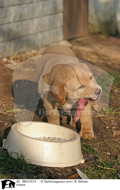 Labrador Welpe / puppy / RR-01014