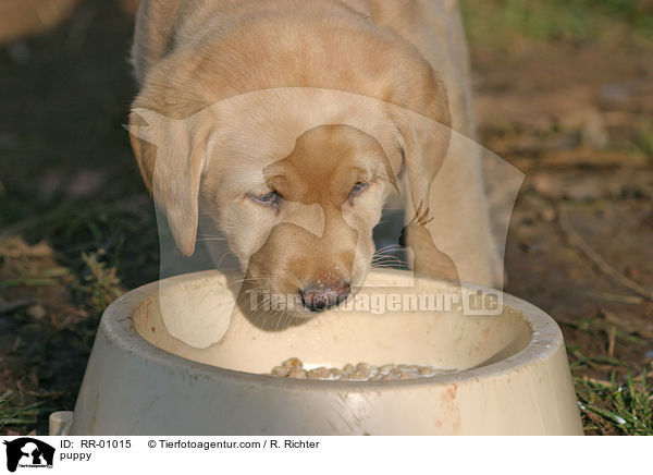 Labrador Welpe / puppy / RR-01015