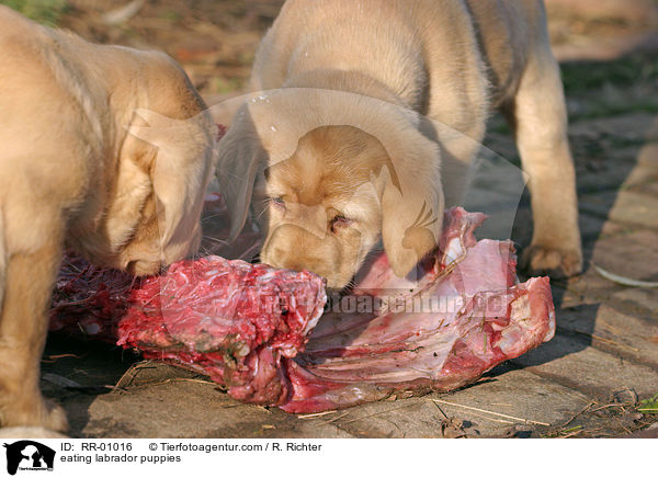 fressende Labradorwelpen / eating labrador puppies / RR-01016