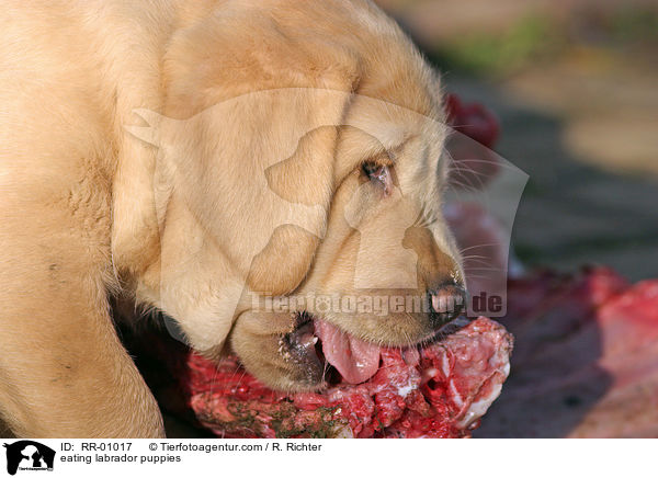 fressende Labradorwelpen / eating labrador puppies / RR-01017