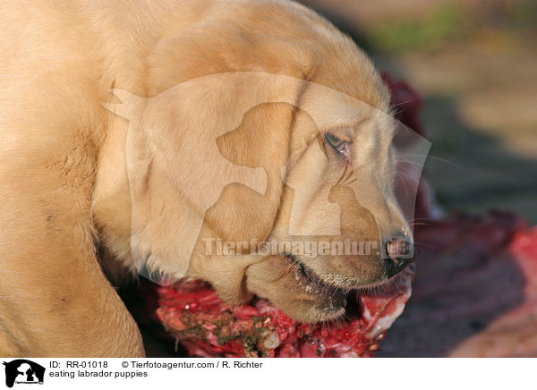 fressende Labradorwelpen / eating labrador puppies / RR-01018
