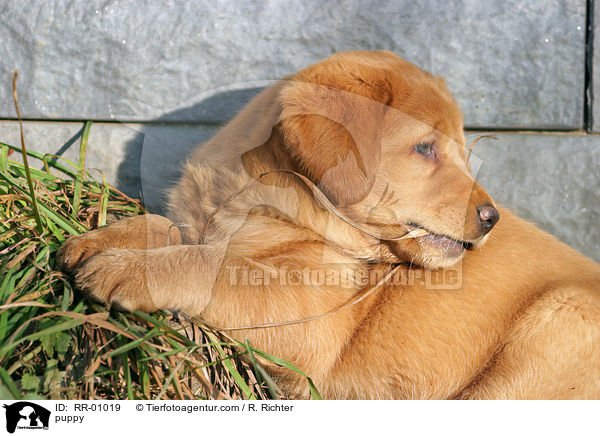 Labrador Welpe / puppy / RR-01019