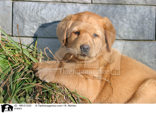 Labrador Welpe / puppy / RR-01020