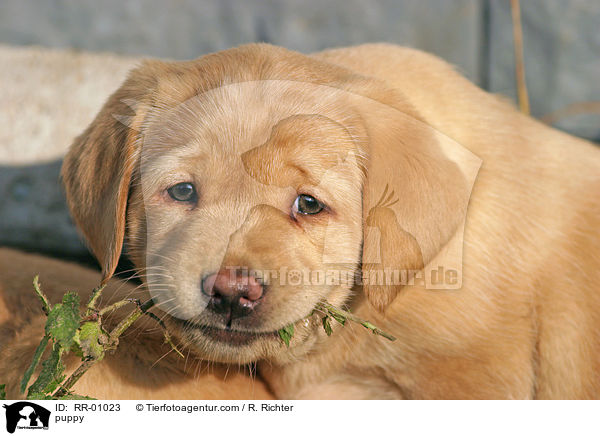 Labrador Welpe / puppy / RR-01023