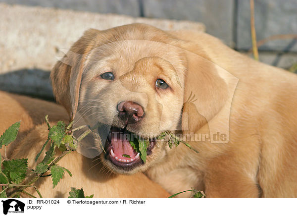Labrador Welpe / puppy / RR-01024