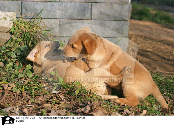 Labrador Welpe / puppy / RR-01025