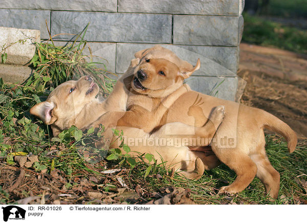 Labrador Welpe / puppy / RR-01026