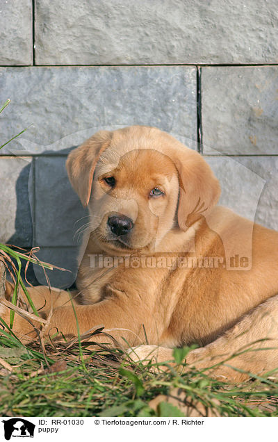 Labrador Welpe / puppy / RR-01030