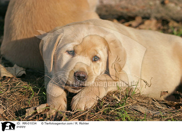 Labrador Welpe / puppy / RR-01034