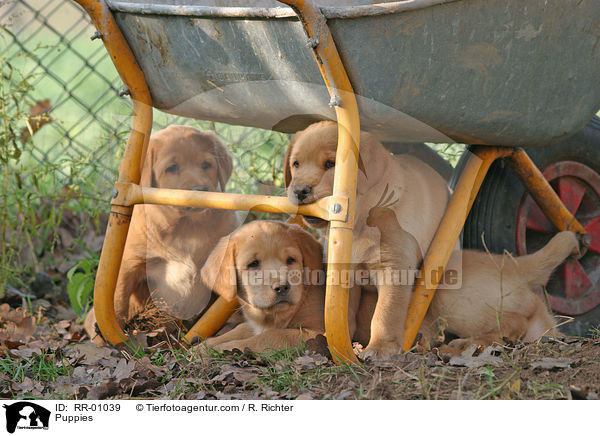 Labrador Welpen / Puppies / RR-01039