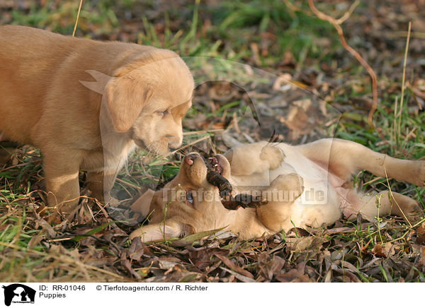Labrador Welpen / Puppies / RR-01046