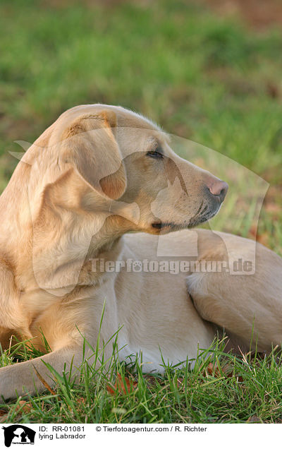 liegender / lying Labrador / RR-01081