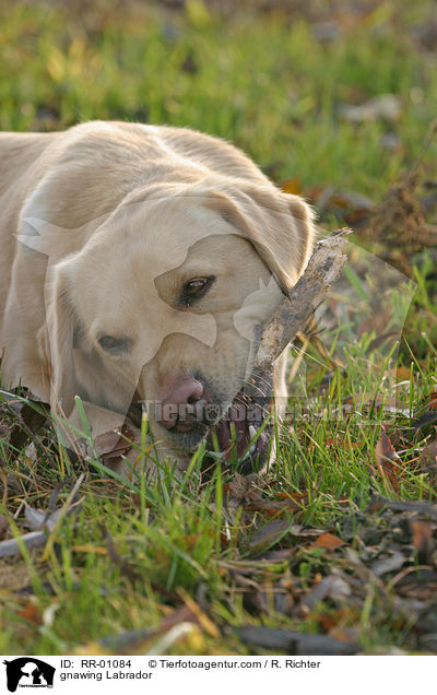 knabbernder / gnawing Labrador / RR-01084